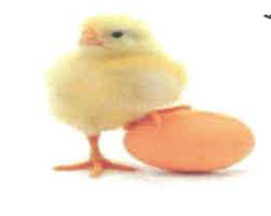 Abu Alia Hatchery Company